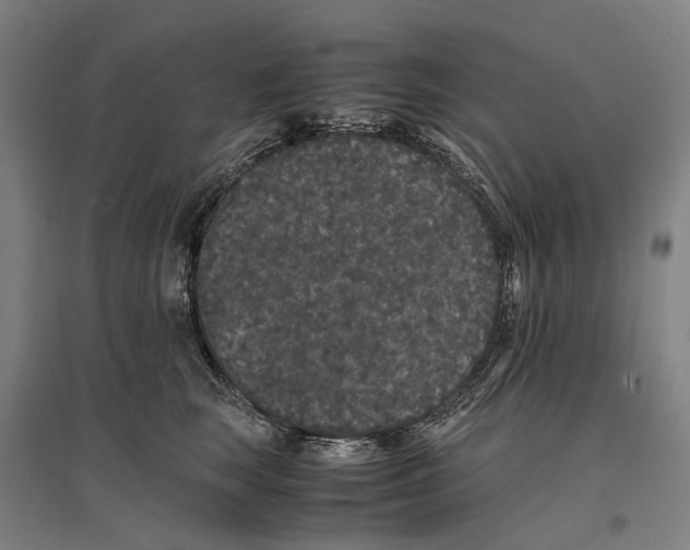 X0000096650663200803041150