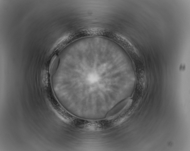 X0000096650696200803041149