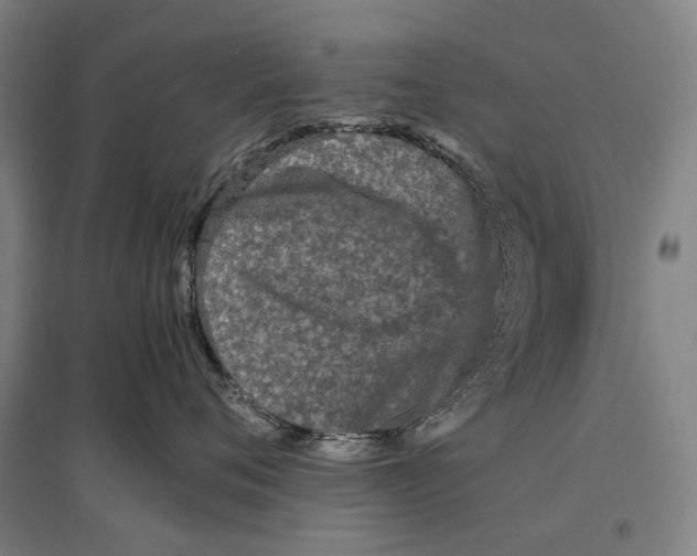 X0000096650720200803041149