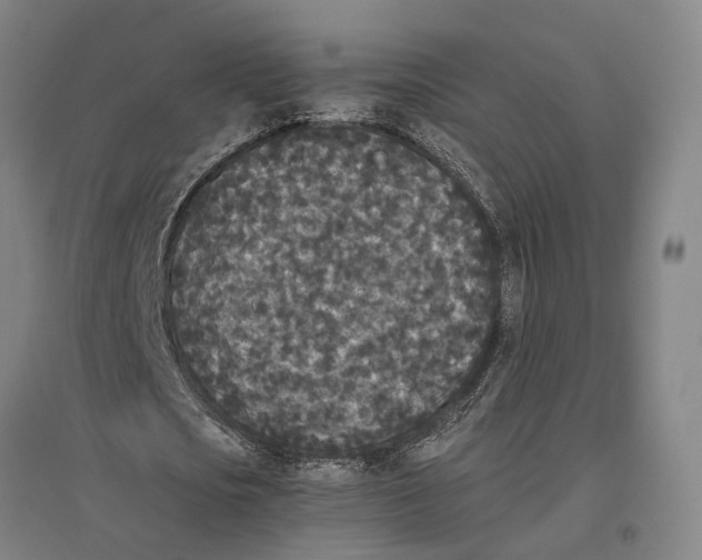 X0000096650721200803041148