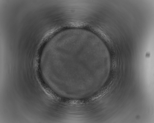 X0000096650736200803041148