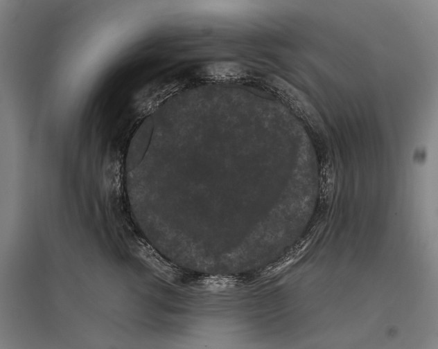 X0000096650762200803041149