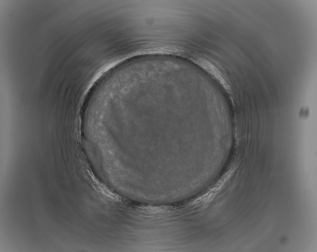 X0000096650781200803041148