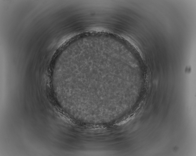 X0000096650823200803041147