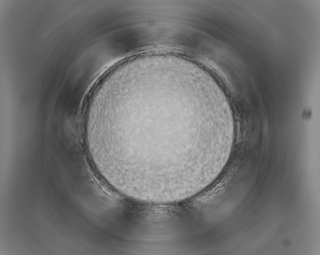 X0000096650828200803041147