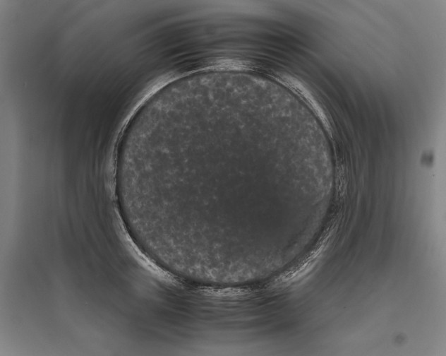 X0000096650851200803041147