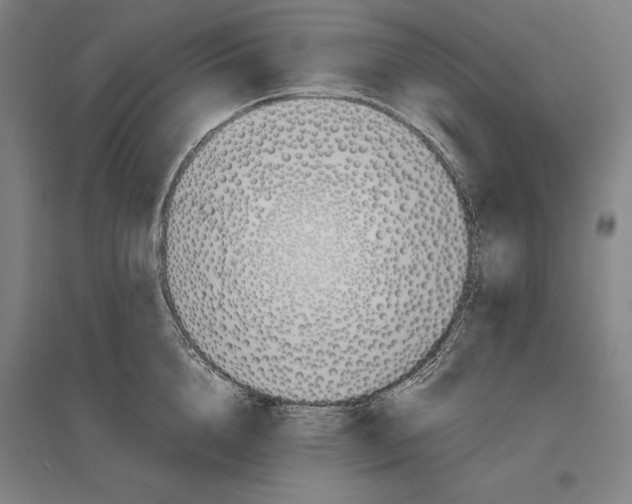 X0000096650856200803041147