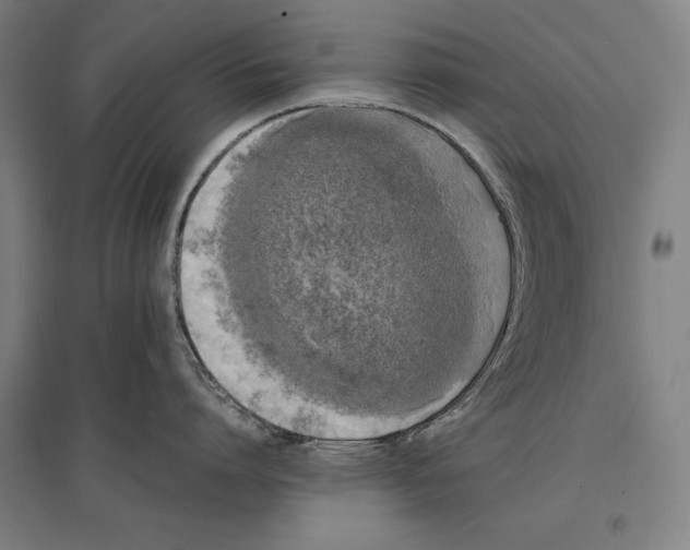 X0000096650864200803041148