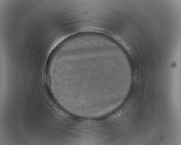 X0000096650877200803041147