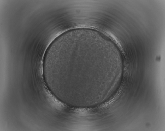 X0000096650892200803041147