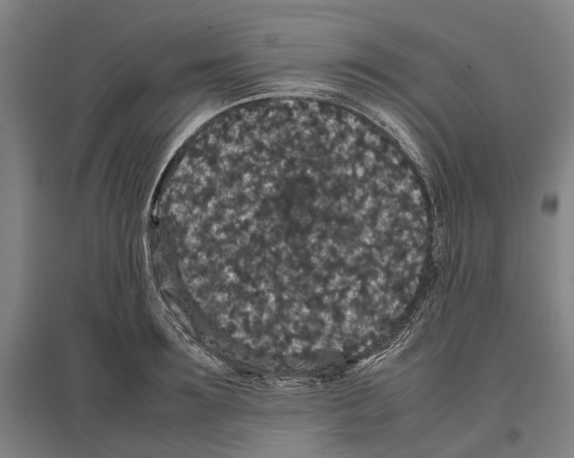 X0000096650899200803041146