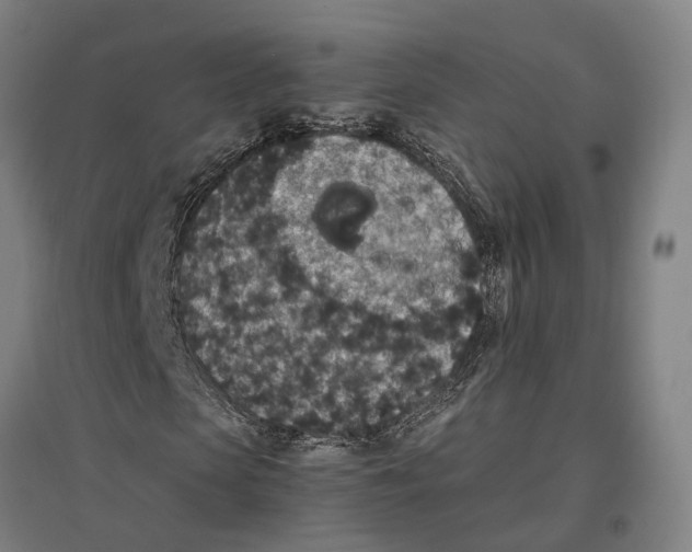 X0000096650913200803041146