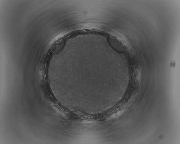 X0000096650920200803041146