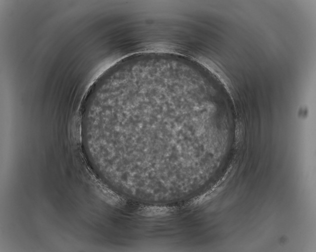 X0000096650925200803041146