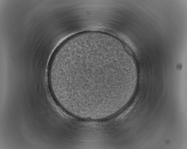 X0000096650932200803041146