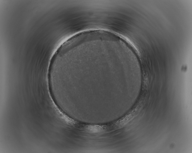 X0000096650943200803041146