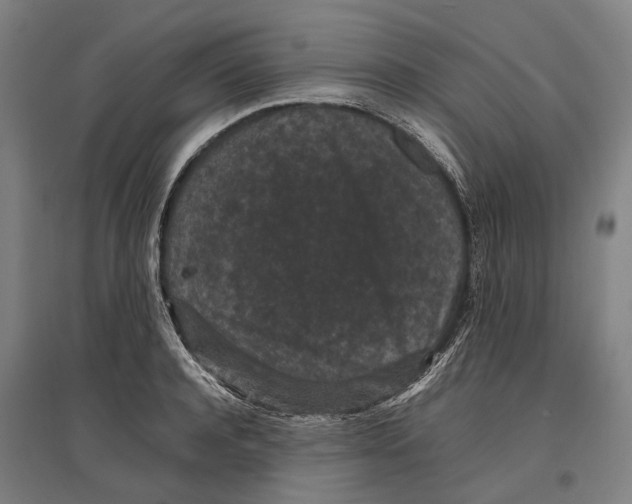 X0000096650944200803041146