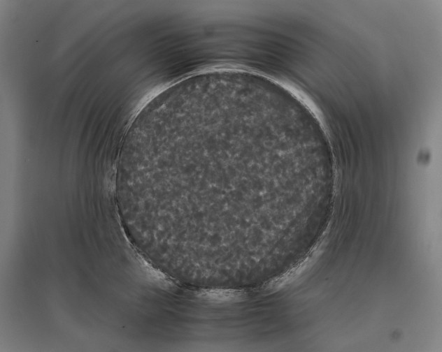 X0000096650953200803041146