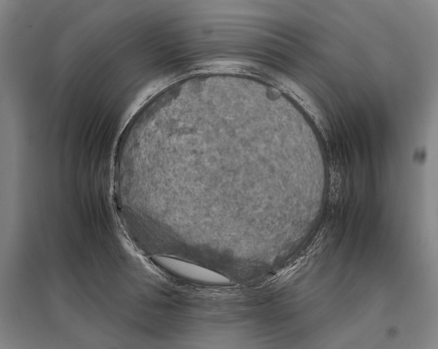 X0000096650994200803041145