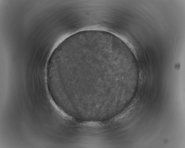 X0000096650998200803041145