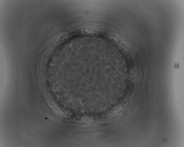 X0000096651009200803041144