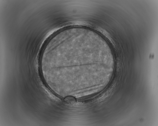 X0000096651024200803041145