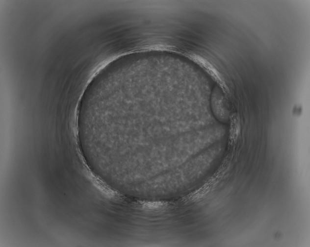 X0000096651031200803041145