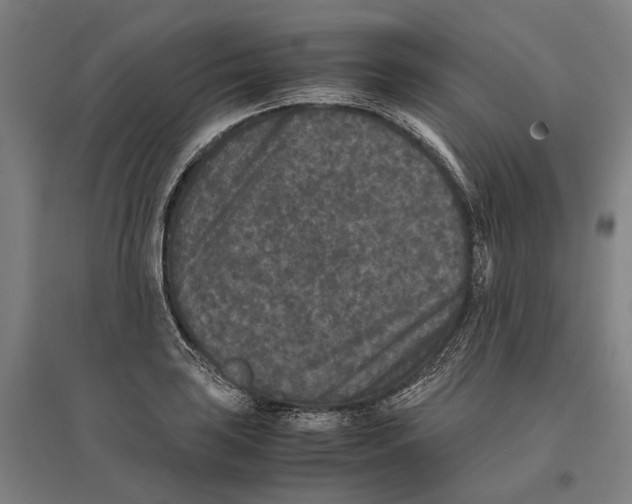 X0000096651035200803041145