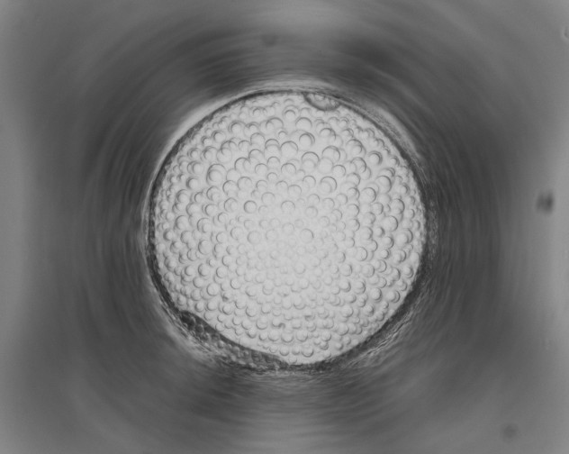 X0000096651044200803041145