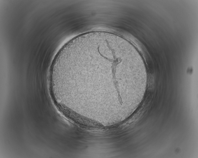 X0000096651048200803041145