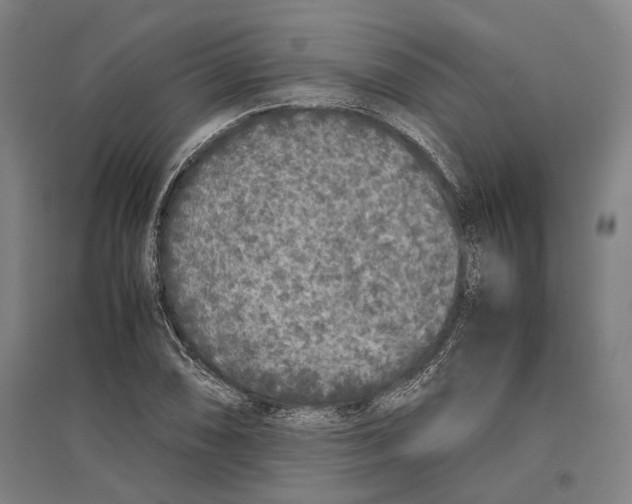 X0000096651074200803041144