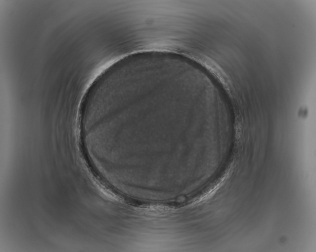 X0000096651077200803041144