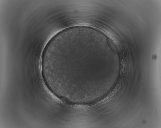 X0000096651084200803041144