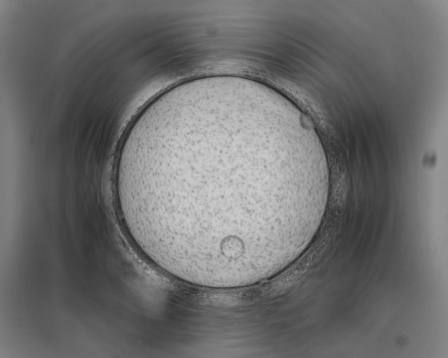 X0000096651086200803041144