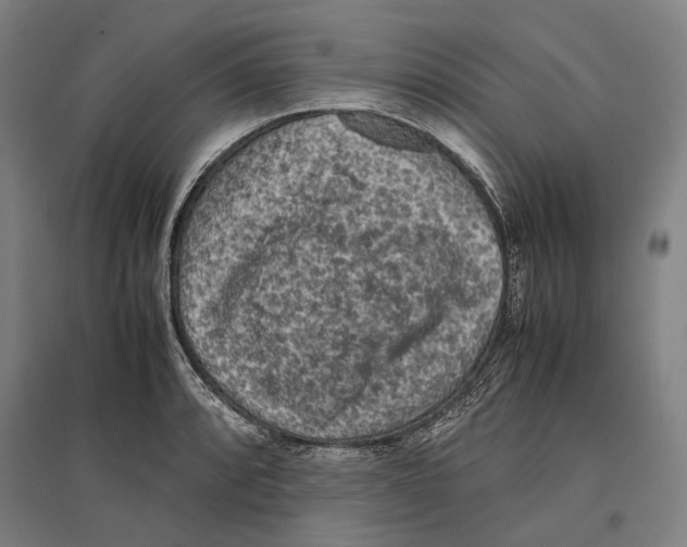 X0000096651088200803041144