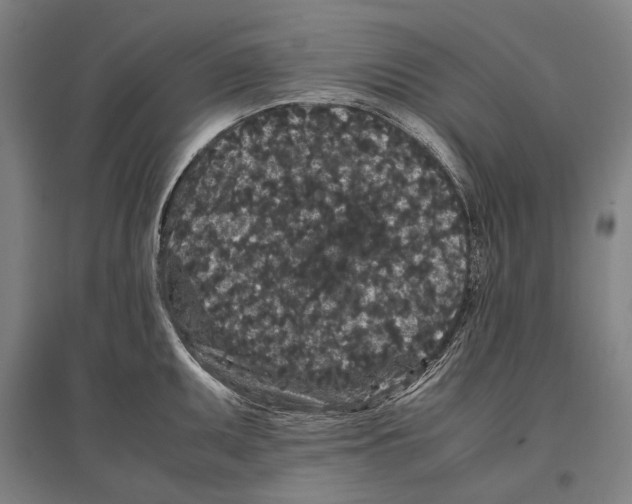 X0000096651095200803041144