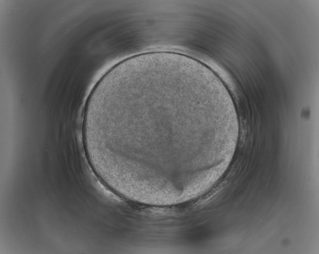 X0000096651102200803041144