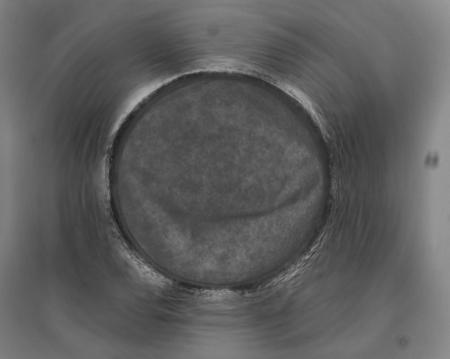 X0000096651120200803041143