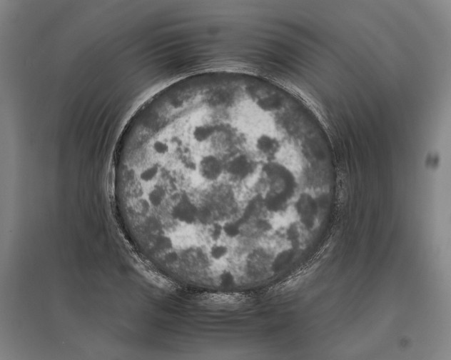 X0000096651125200803041143