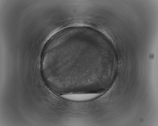 X0000096651173200803041143