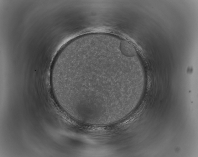 X0000096651174200803041143