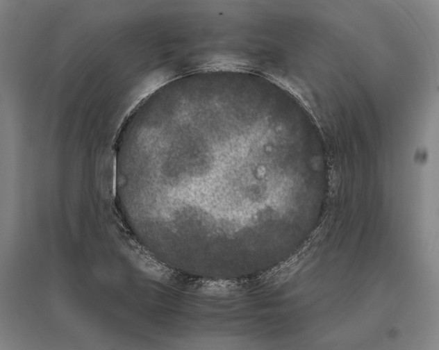 X0000096651219200803041142