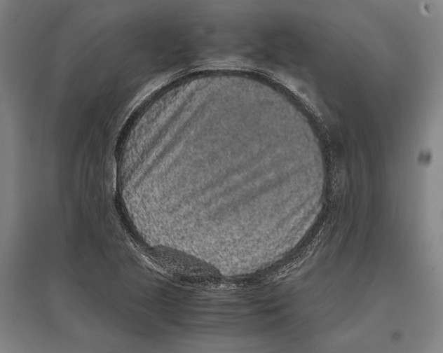 X0000096651221200803041142