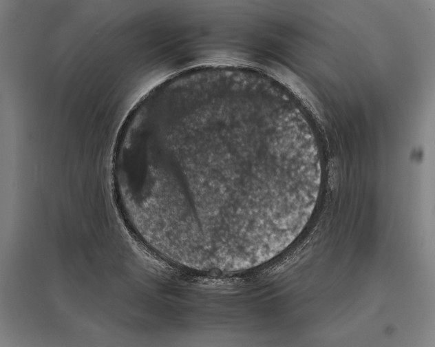 X0000096651229200803041142