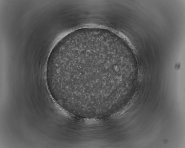 X0000096651231200803041142