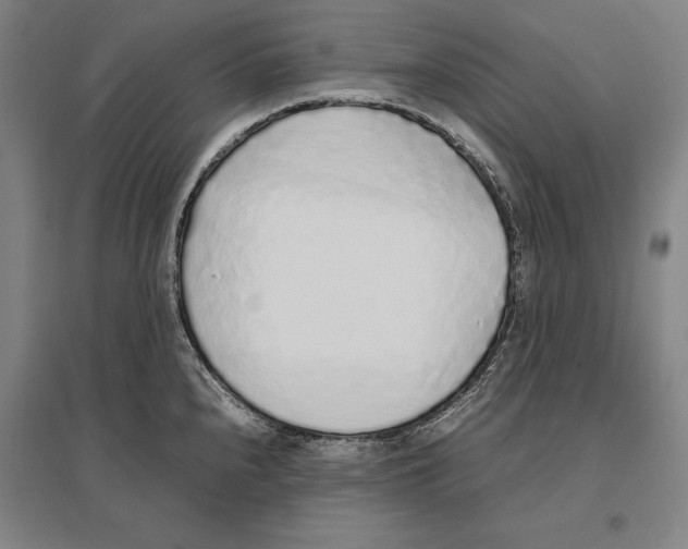 X0000096651240200803041142