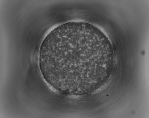 X0000096651245200803041142