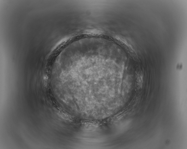 X0000096651254200803041142