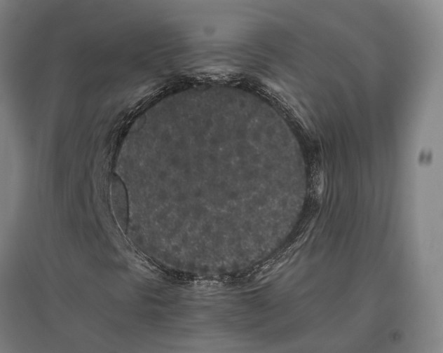 X0000096651297200803041140