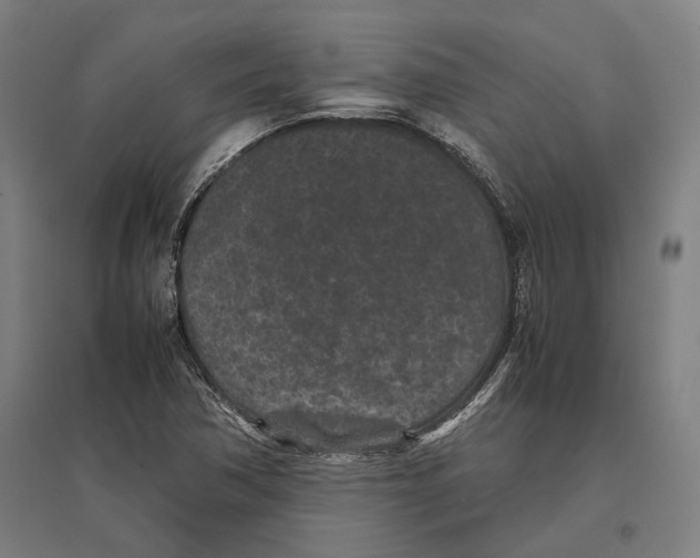 X0000096651362200803041140